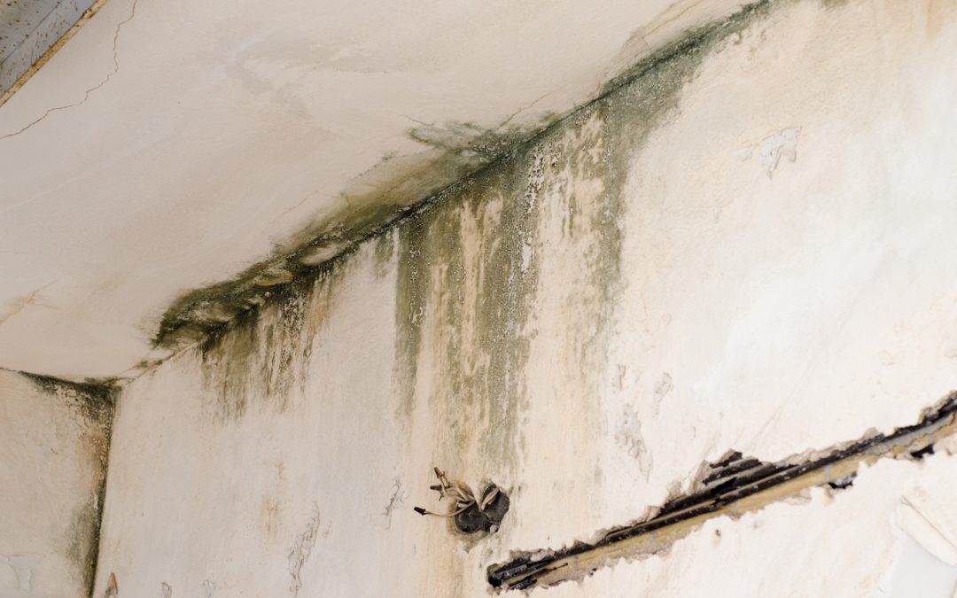 Mold Removal and Remediation | Water Damage Repair | Stamford, CT