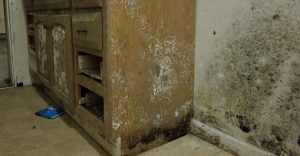 Mold Inspection, Remediation and Cleanup | Stamford, CT