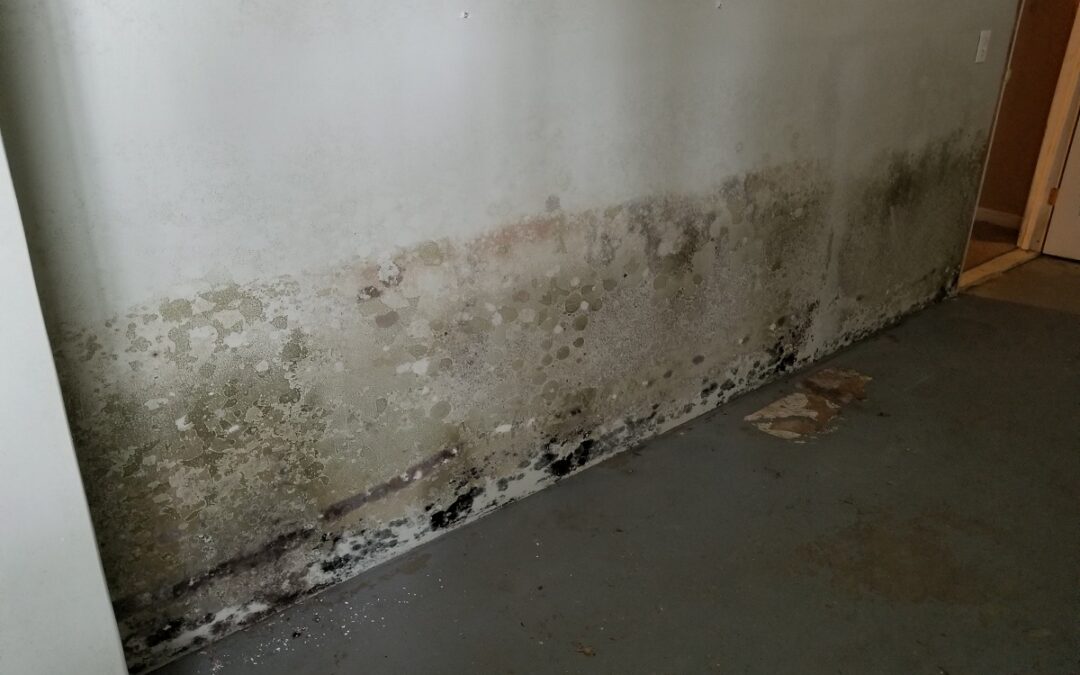 Mold Inspection, Remediation and Cleanup | Westport, CT